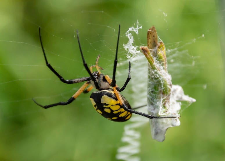 Garden Spider, Black and Yellow, Trap, Grasshopper, Web, Large