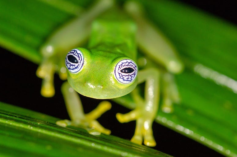 Frog, Tree, Staring, Huge Eyes, Ghost Glass Frog