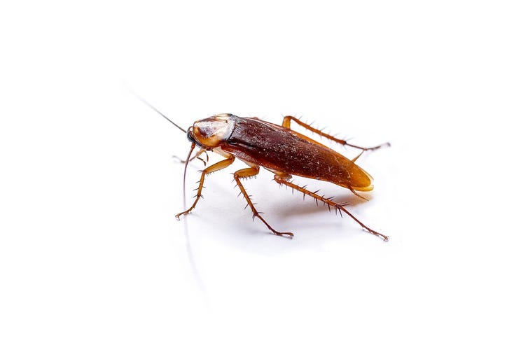 roach
