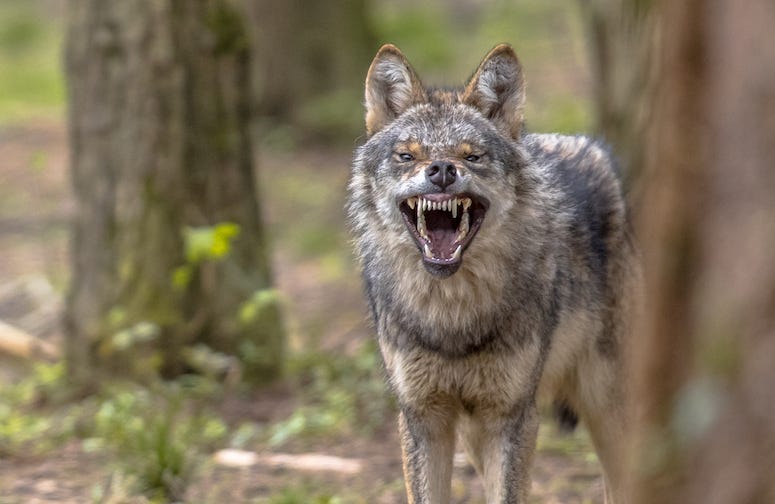 Coyote, Forest, Tree, Snarl, Teeth