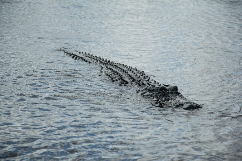 Alligato, Gator, Swimming, Lake, Water