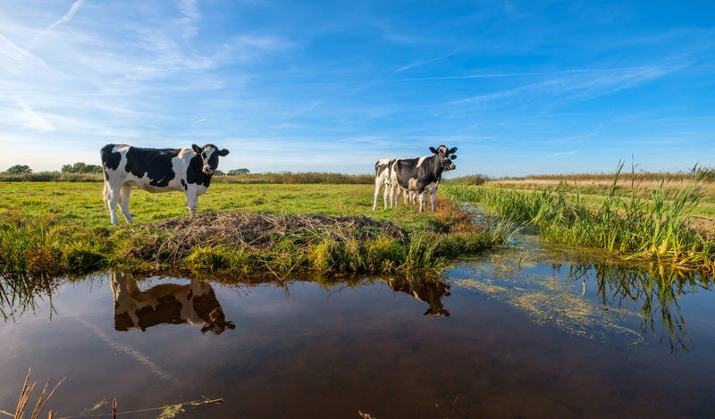 Two cows stand next to a small pond in a pasture