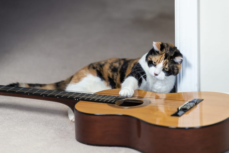 Cat Playing Guitar 