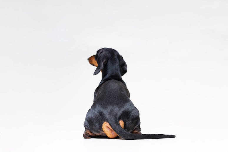 Dachshund, Tail, Behind