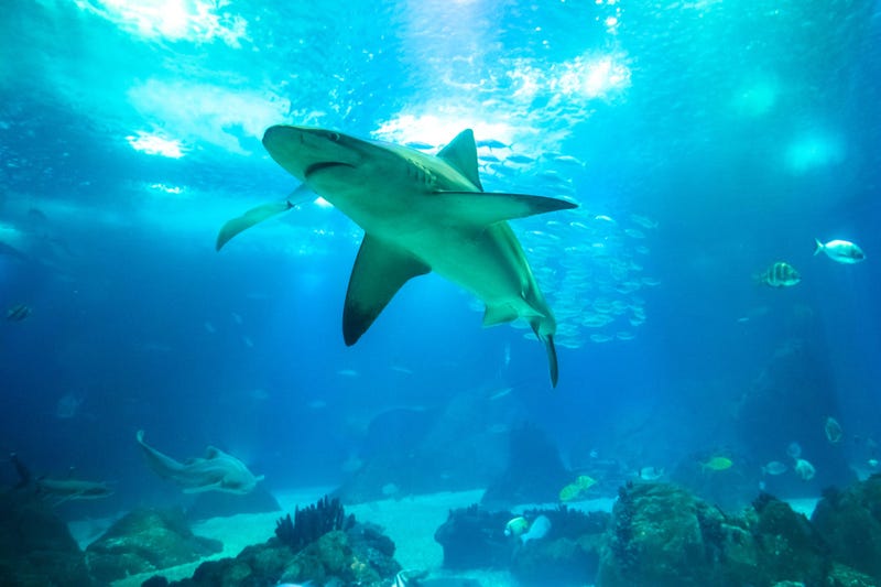 Shark 