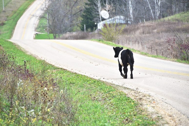 Young Cow, Running, Free, Street, Escape