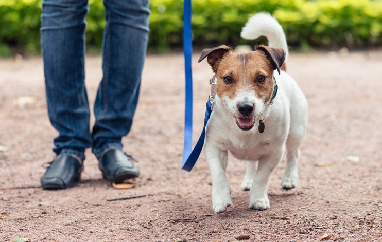 walking dog