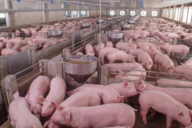 pig farm