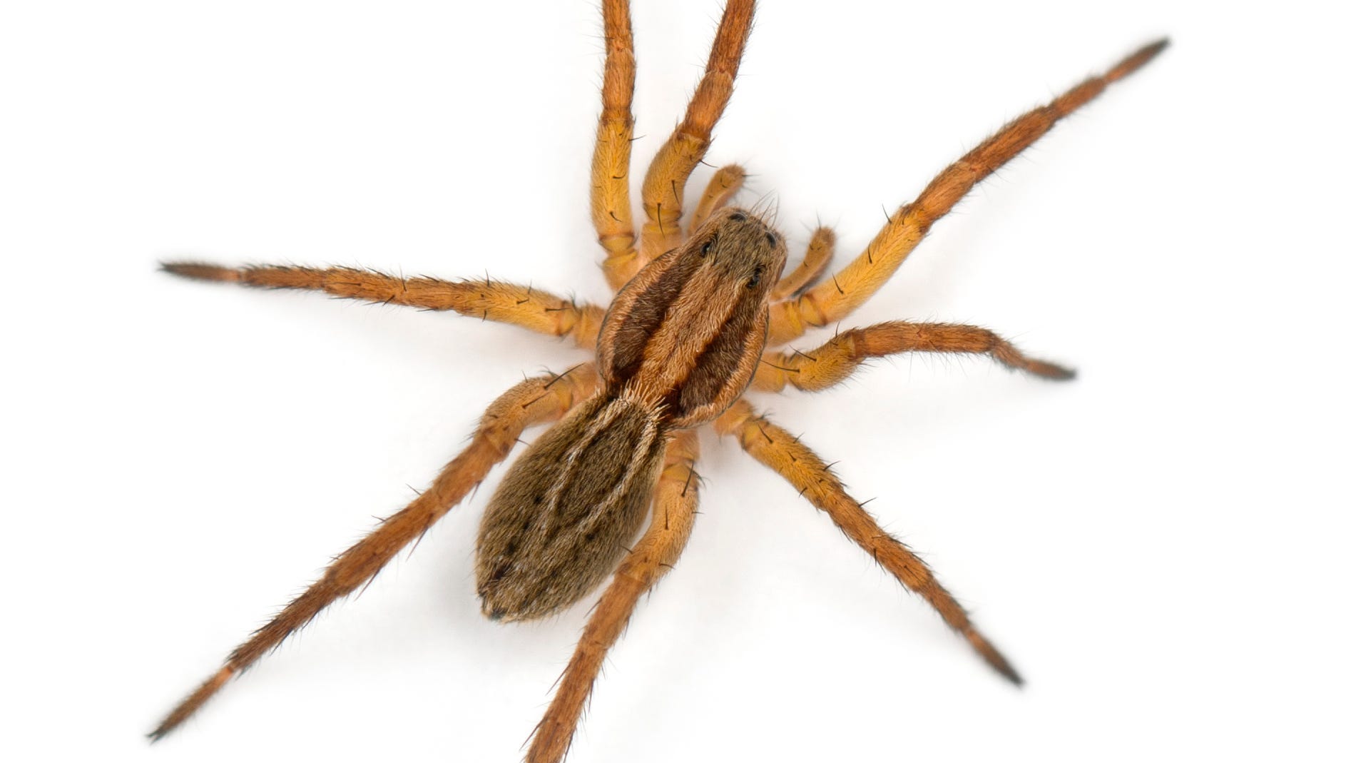 Spider Expert is Trying to Convince People to Stop Killing the Spiders You Find at Home