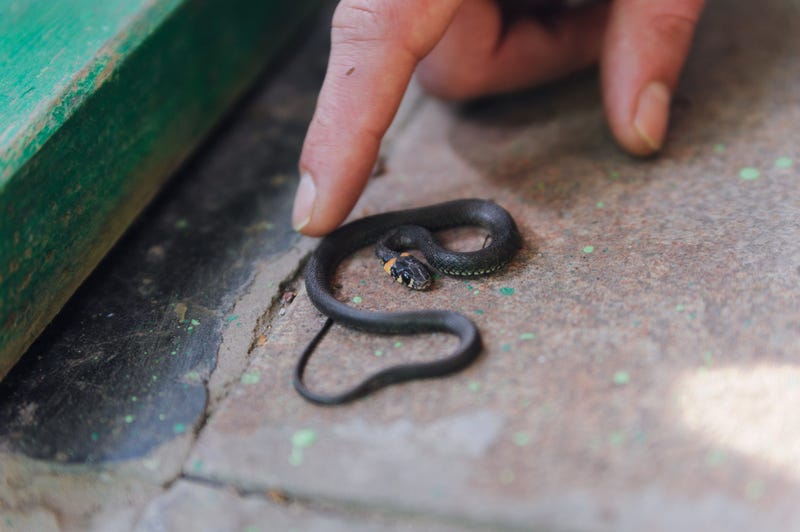 Man's hand next to tiny garden snake