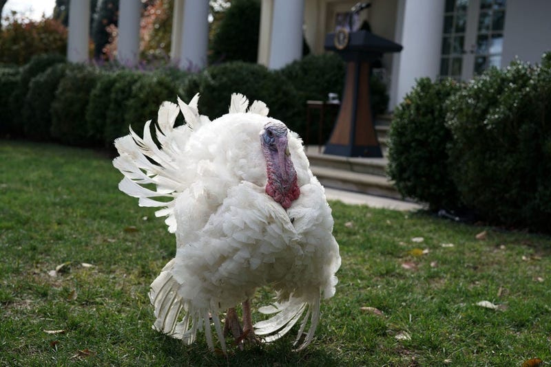 White House turkey pardoned 2019
