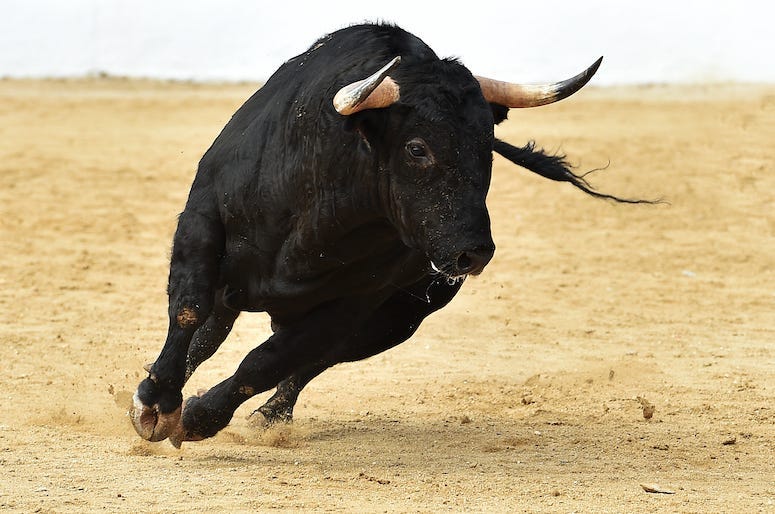 Bull, Spanish Bull, Bullriding, Arena