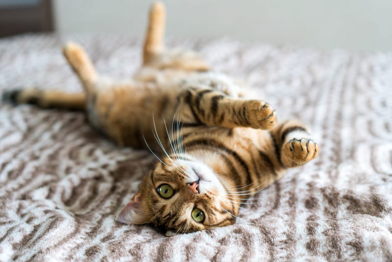 Cats