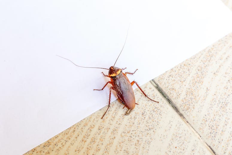 Cockroach, Tiled Floor, White Wall