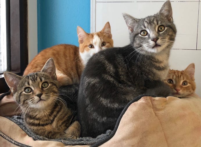 cats