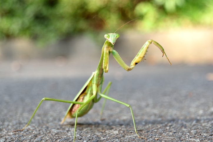 DOC SHOW AUDIO: What is the Plural of Praying Mantis?