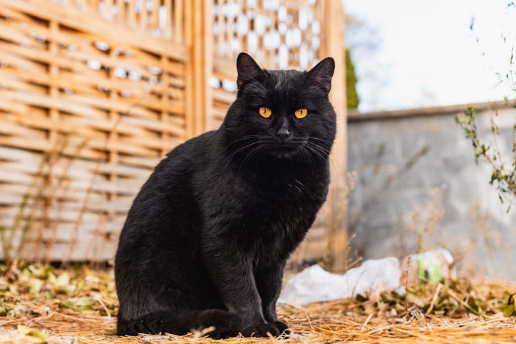 Black Cat