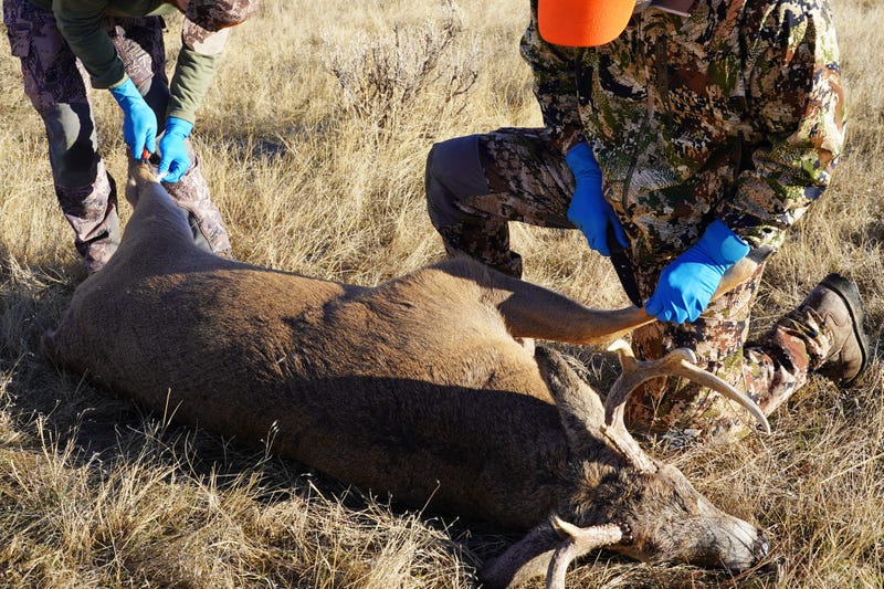 Deer Hunting