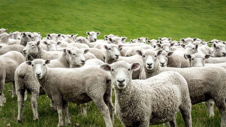 sheep