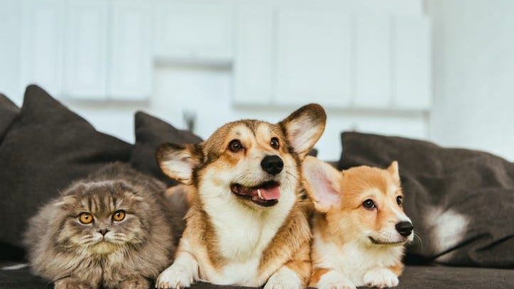 Experts work to ease growing concerns of pets catching, spreading new coronavirus