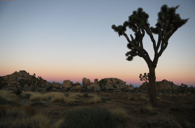 Joshua tree stands at Joshua Tree National Park on January 4, 2019 in Joshua Tree National Park,