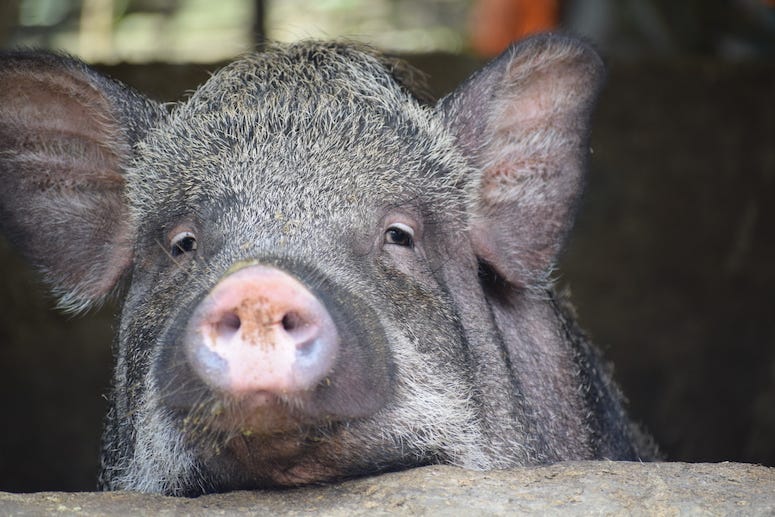 Pig, Cochon noir, Close Up, Snout
