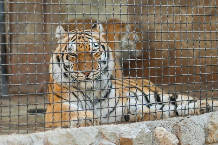 tiger