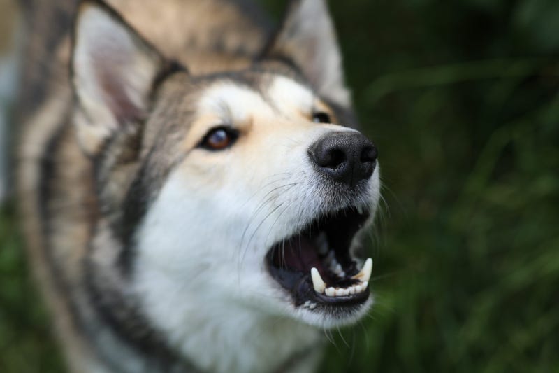dog barking