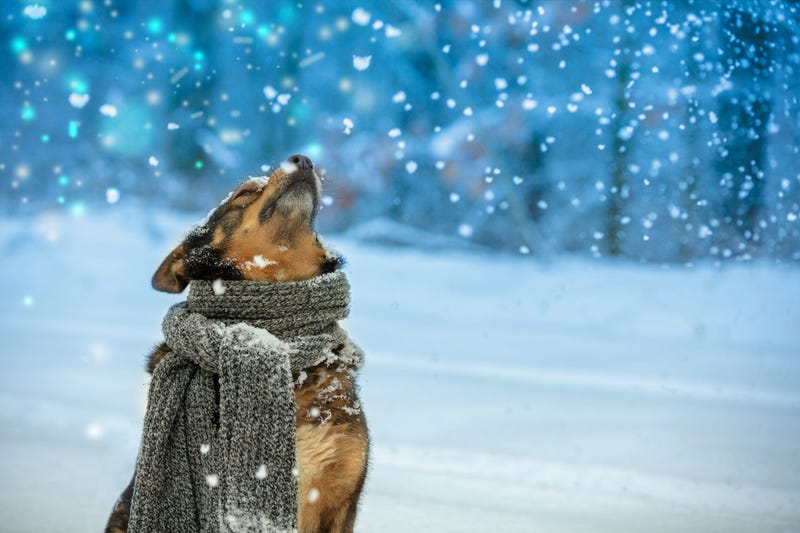 dog-scarf-winter-GettyImages-1082960742.jpg
