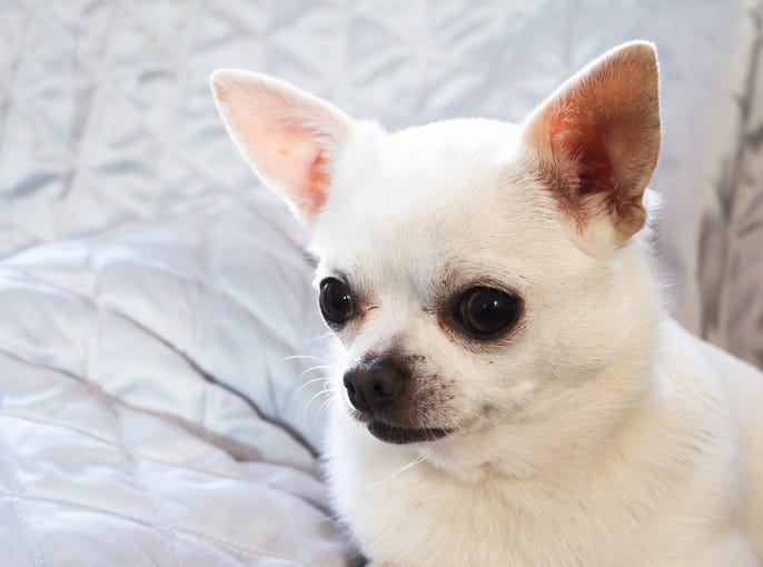 dog