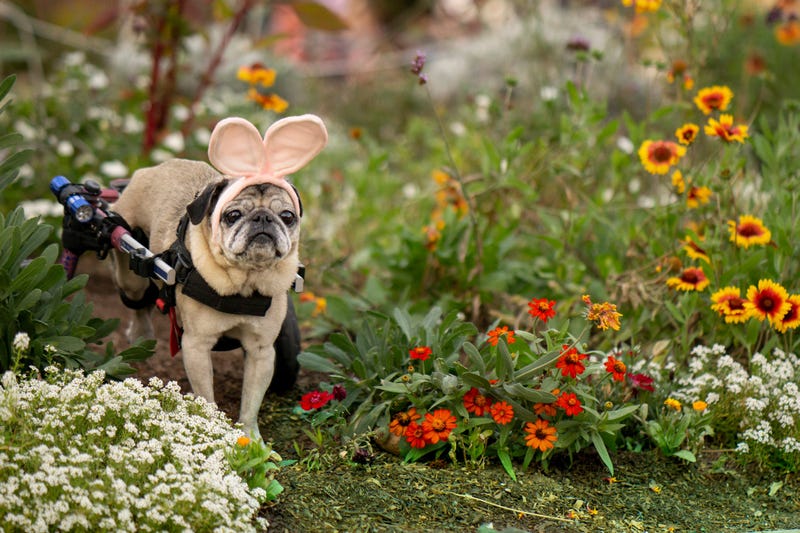 Dog With bunny ears 
