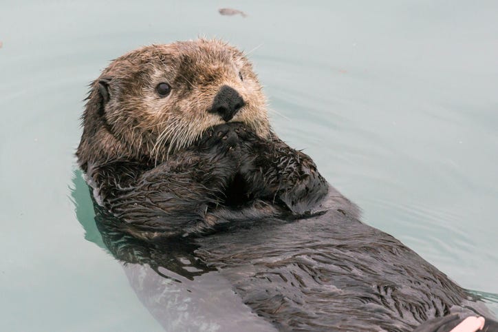 otters