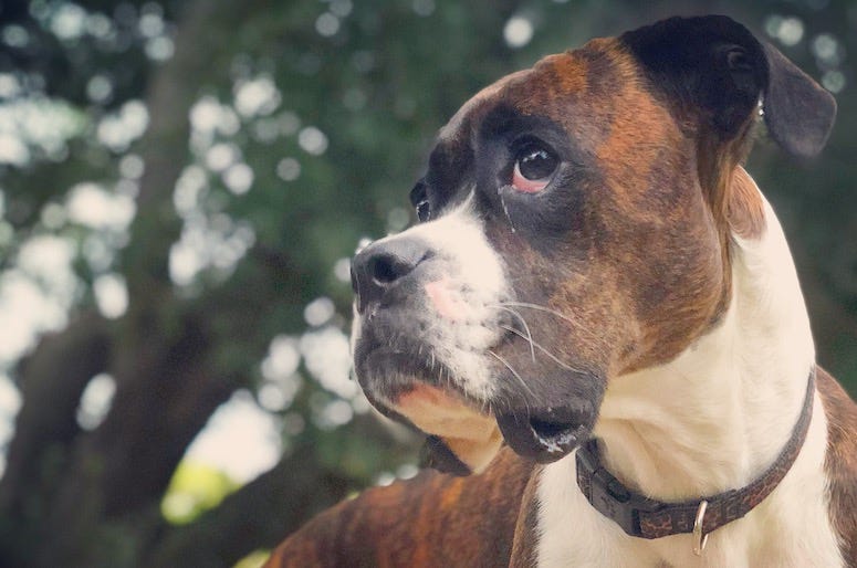 Brindle Boxer, Dog, Face, Jowls