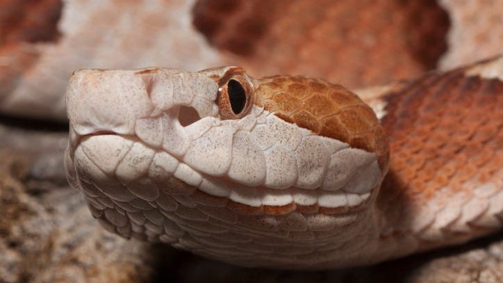 Viral Video Shows Snake Appearing Inside Man's Toilet