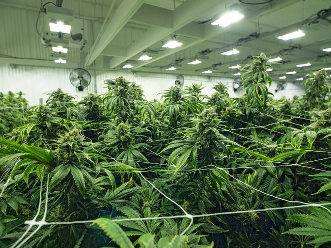 mariguana