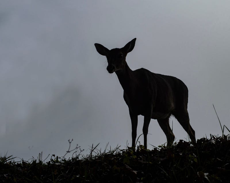 Black deer, Whitetail, Bellaire, Michigan