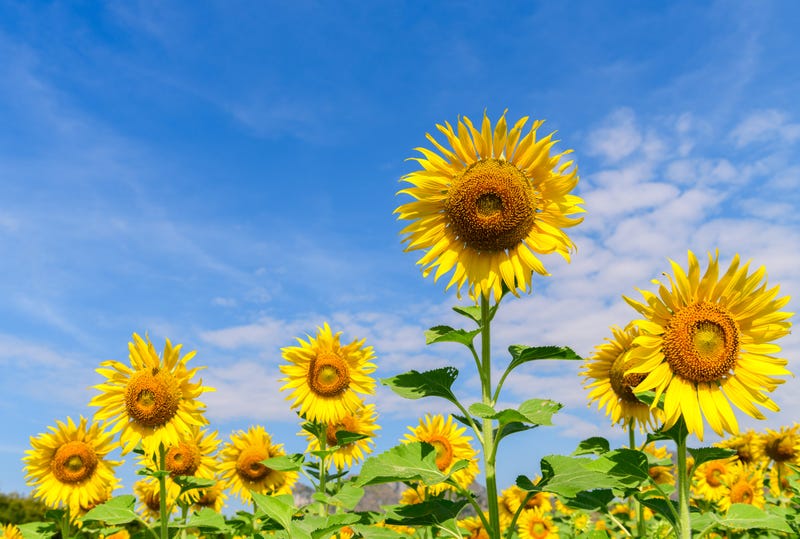 Sunflowers