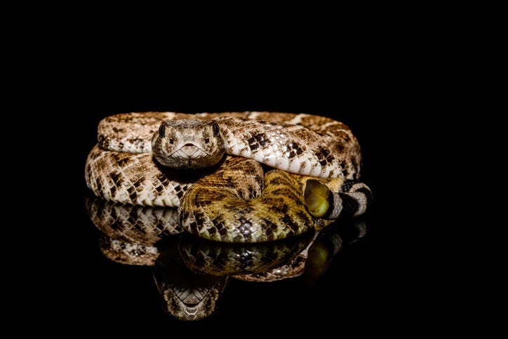 Snake
