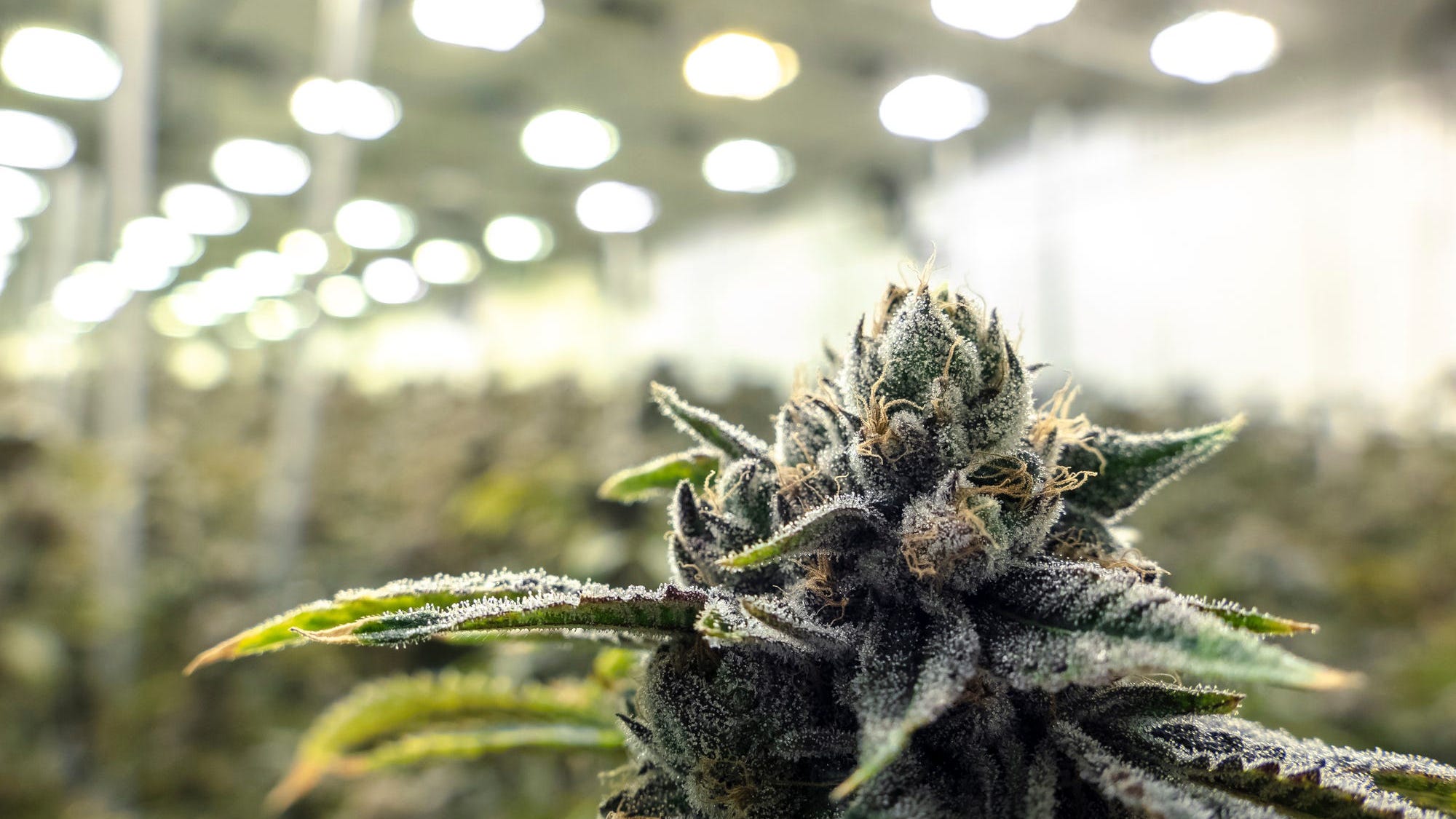 More states legalized marijuana in the 2020 election. What does it mean for veterans?
