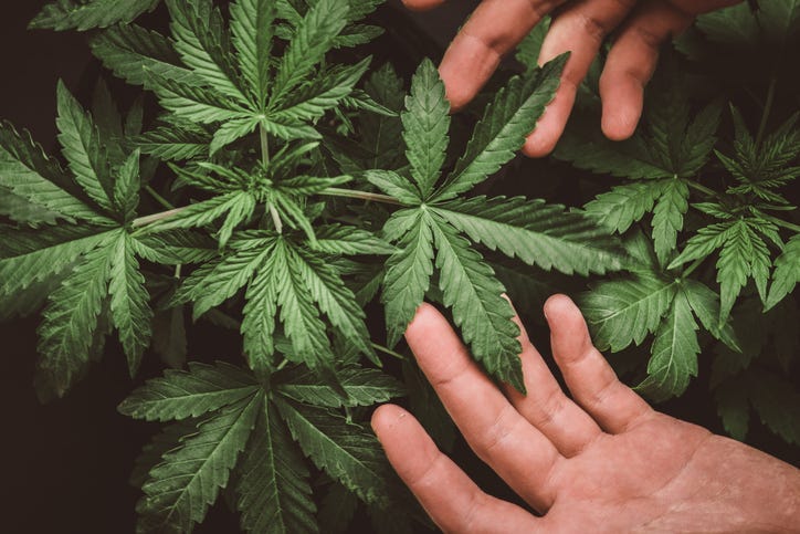 Hemp.