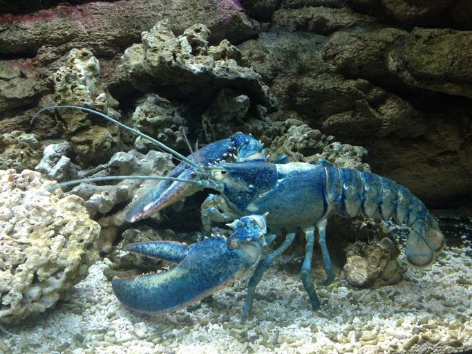 Blue Lobster