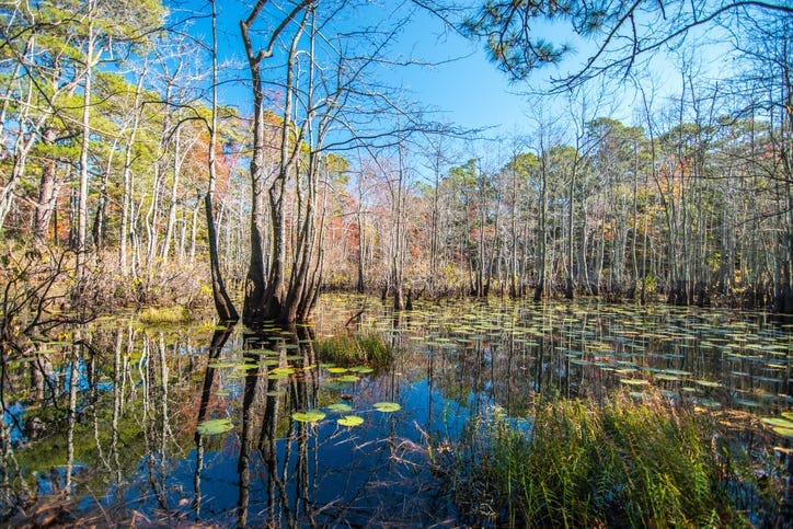 Coastal Swamp Pond with Lily pads in Virginia States Park System with reflection of sunny blue sky