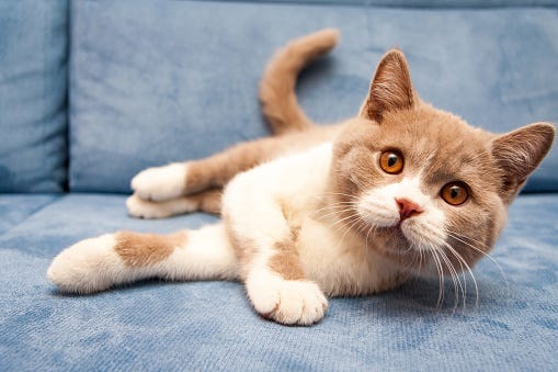 Kitten