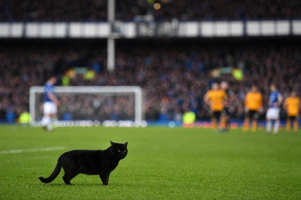 Gato ,