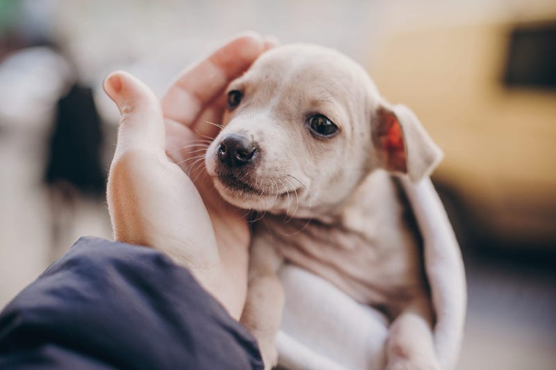 Puppy