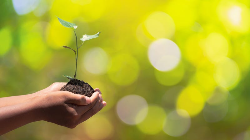 Hands holding tree for Earth Day