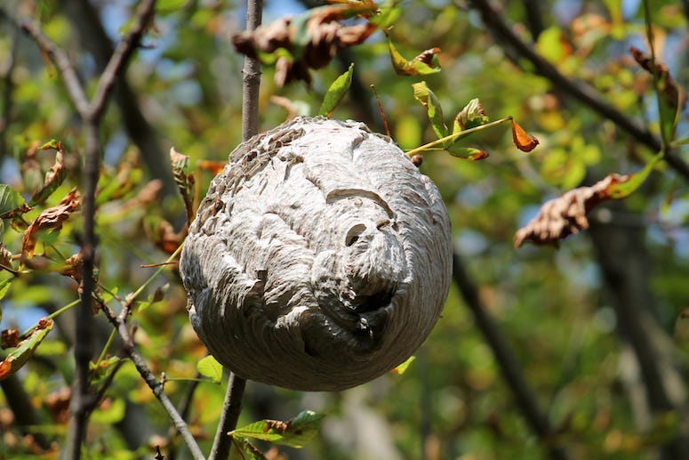Bees, Wasps, Nest, Beehive, Tree