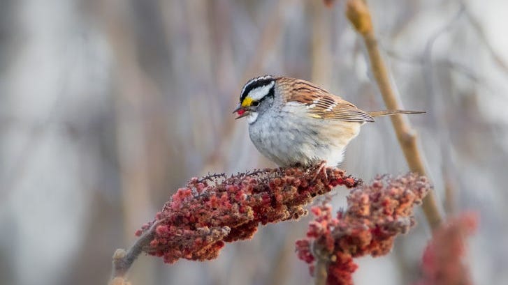 Chester County woman’s Facebook group uses birds to battle COVID-19 anxiety, isolation