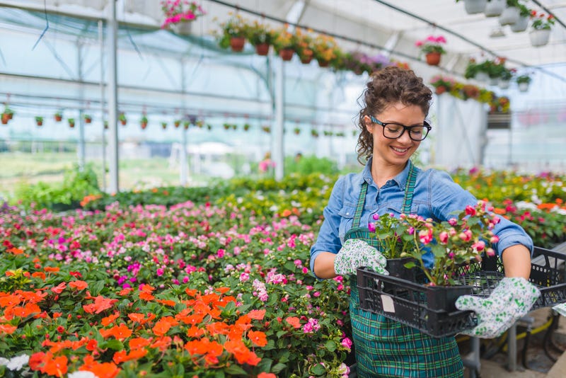 Flowers for planting