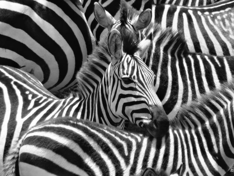 Zebra, Dazzle of Zebras, Kenya